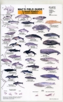 Mac's Field Guide to Marine Mammals of North America