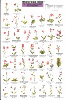 Mac's Field Guide to Pacific NW Wildflowers