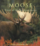 Moose: Giants of the Northern Forest