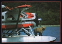 6003 Bear on Floats