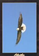 6007 Eagle