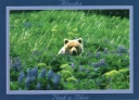 6008 Bear in Lupine