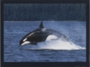 6010 Orca