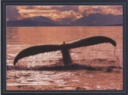 6011 Fluke at Sunset