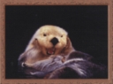 6012 Otter
