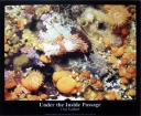 6028 Nudi Branch