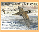 Flight of the Golden Plover